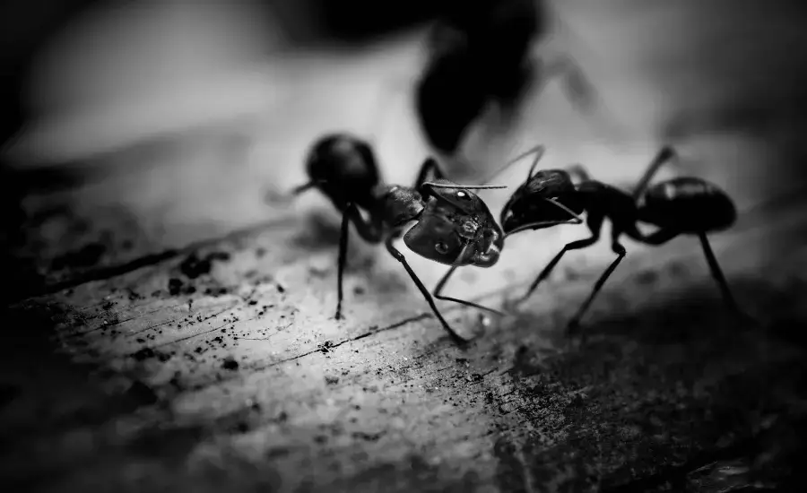 Ants Control Treatment