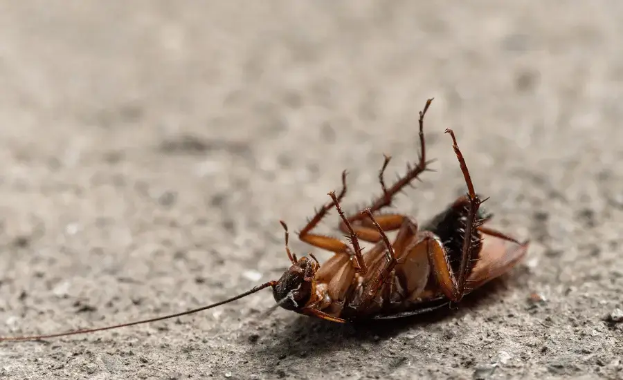 Cockroach Control Treatment